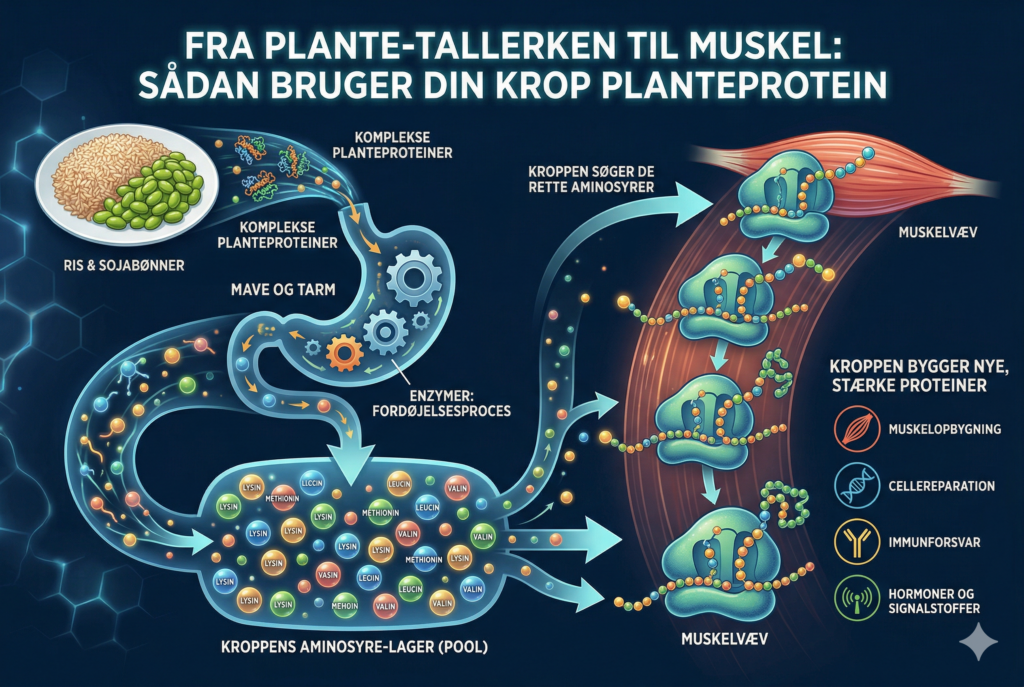 Infografik fra DanskPlantemad.dk der visualiserer hvordan kroppen fordøjer planteprotein fra ris og soja til aminosyrer, lagrer dem i en aminosyre-pool, og bruger dem til at bygge nye proteiner til muskelopbygning, cellereparation og immunforsvar.